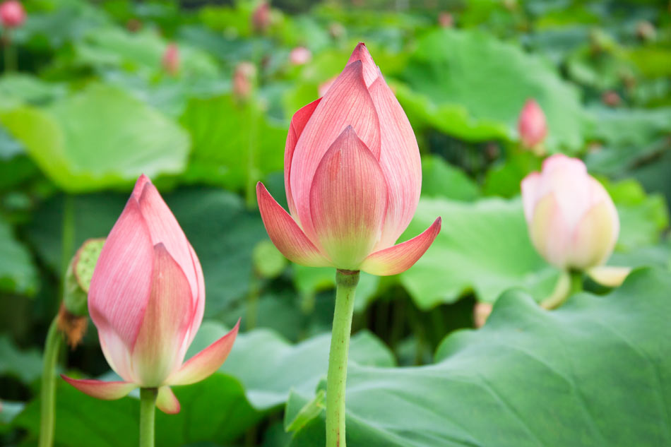 Closed lotus flowers