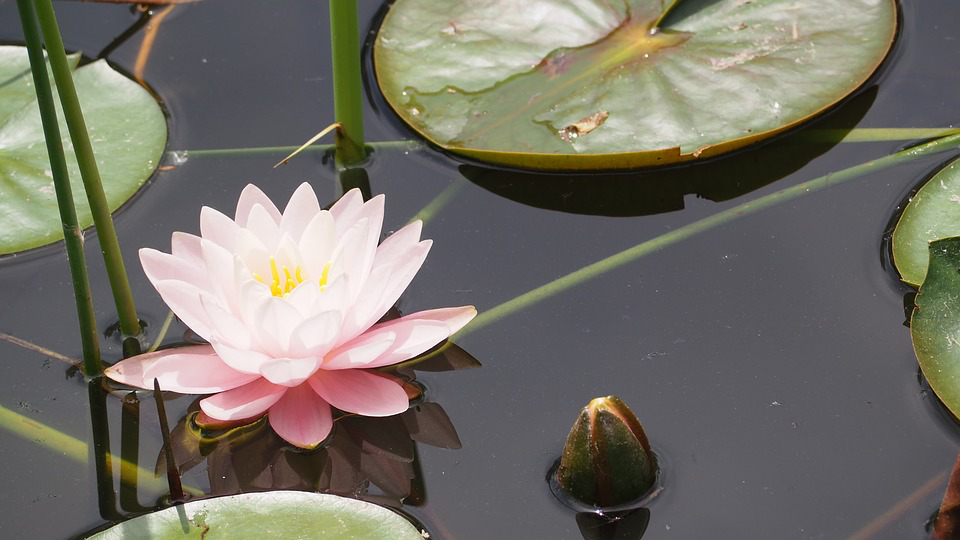 Open lotus flower