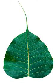 Bodhi leaf