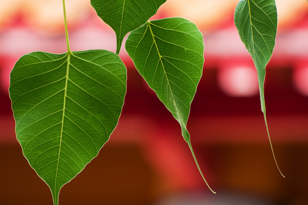 Bodhi tree leaves